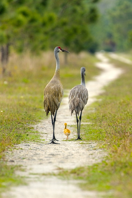 Family Time - My Hike With A Family Of Sandhill Cranes