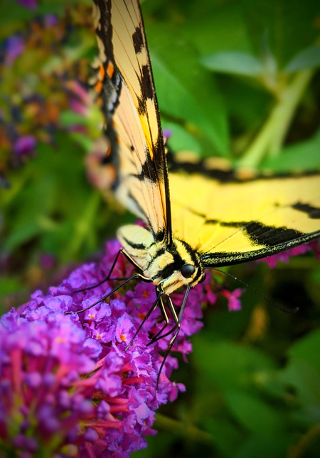 An Afternoon Visitor