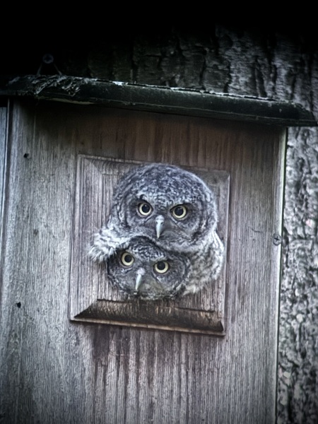 Owl totem