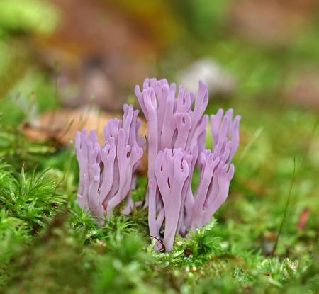 The Violet Coral 