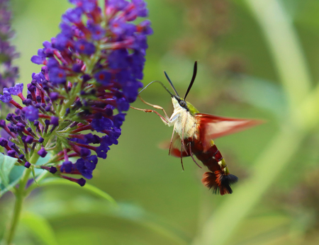 Hummingbird Moth