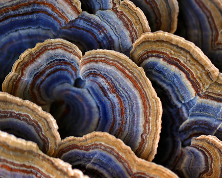 Turkey Tail