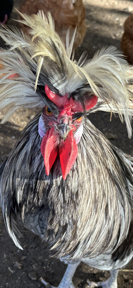 ROARy the ROOSTER