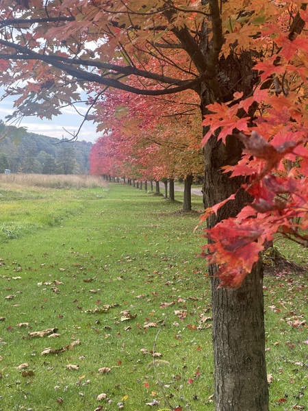 Autumn leaves