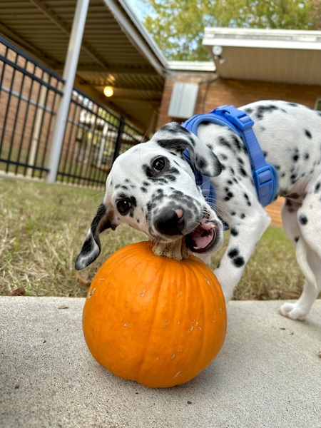 Pumpkin