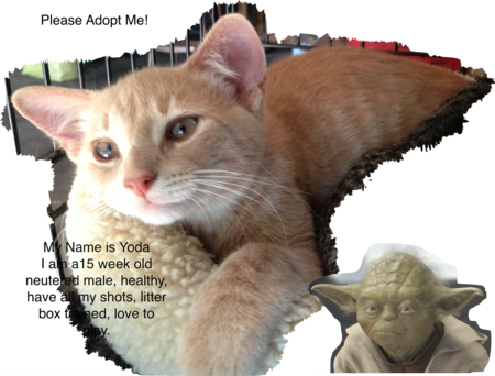 Yoda