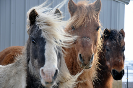 Spunky Tyler and Percy