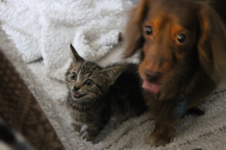 Snuggles and Harley the doxie