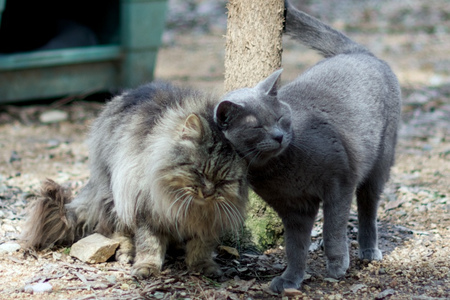 Francesca & Baron