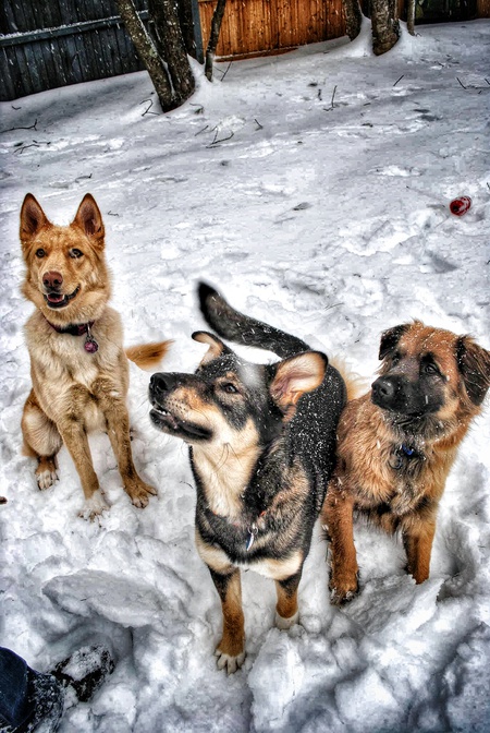 Maya, Luna, Kenai