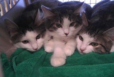 3 Kittens