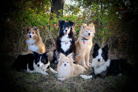 Oreo, Carma, Blaze, Caspian, Tassie, & Jesse