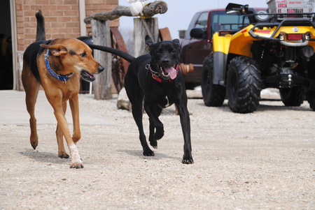 Wrigley & Chief