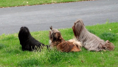 Goliath, Whoopi, and Samson