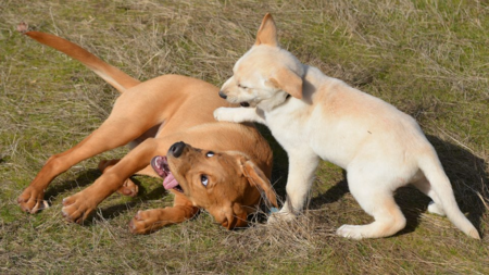 Millie and Cotton