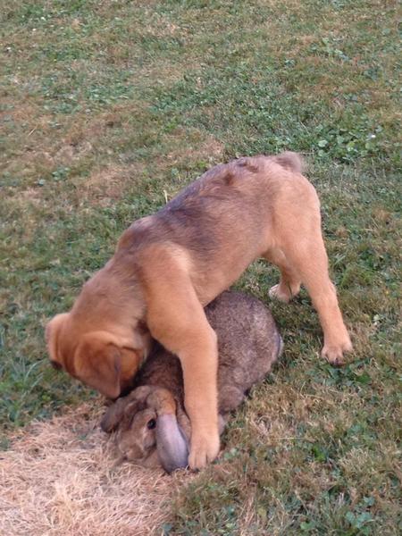 Bear (dog) Shamrock (Rabbit)