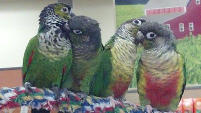 pablo., pj, bandit, cheeno