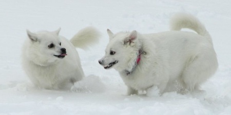 George & Gracie