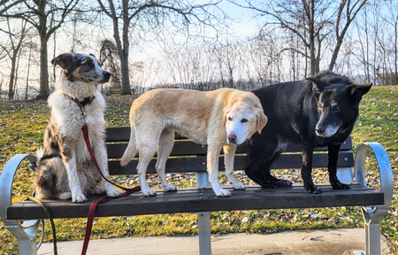 My Three Amigos, Oakley, Nala (RIP)and Hallie