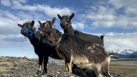 Fern, Lilly, Rosie