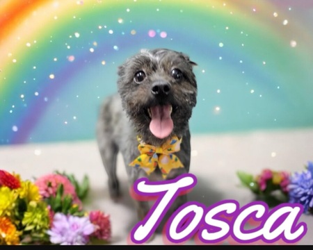 Tosca