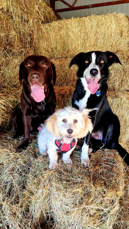 Hunter-Choc Lab, Oz- Border Collie,  Kobe-Havanese 