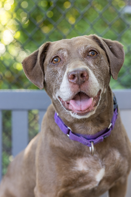 Nekoosa *ADOPTED*    AWLA Staff Pick & Former Longest Resident