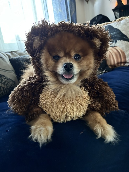 BearBear