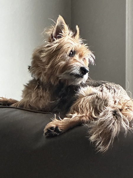 Rocko (formerly Chewbarka)