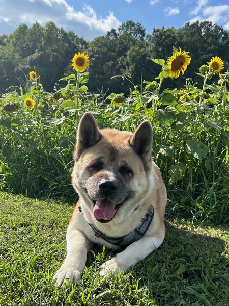 Yuki  (adopted from CCHS in May 2024)  Chilling in front of a Sunflower field