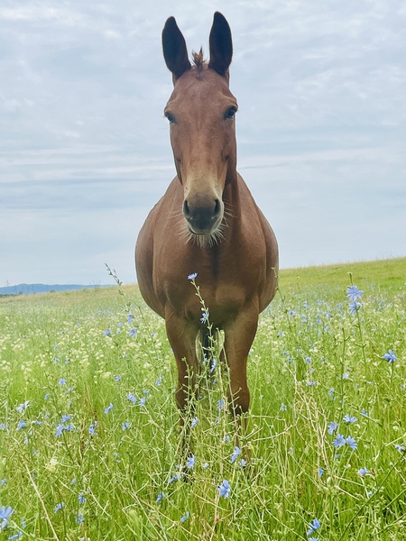 Aster 