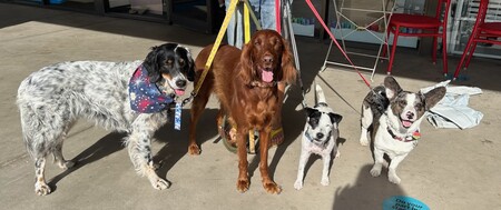 Sierra and Saisy with Finn and Tango