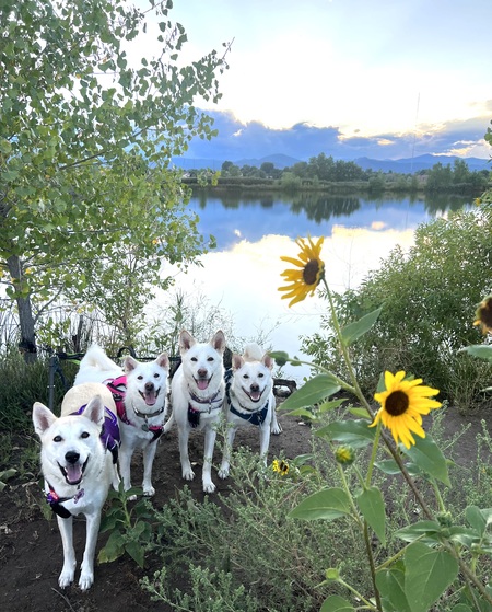 Ziva, Cisca, Amira, Hamlet