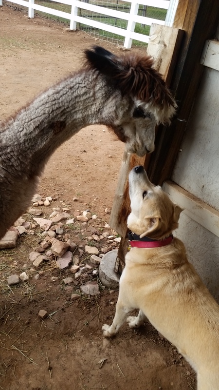 Kodah with alpaca