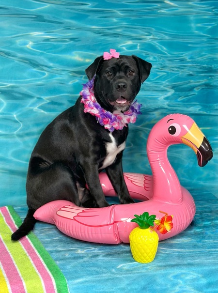 Flamingo Frida