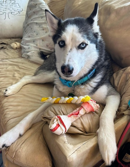 Jamison “Guarding” treats he got from Ireland & Shamrock☘️