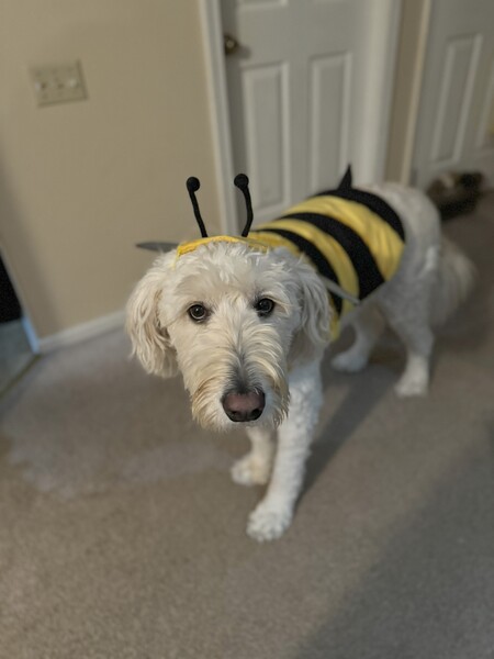 Buzzy Bee