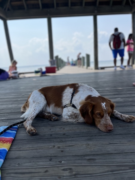 Loki’s crabby while crabbing