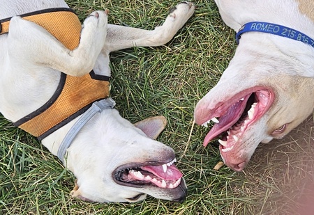 Belly laughing at their private joke!