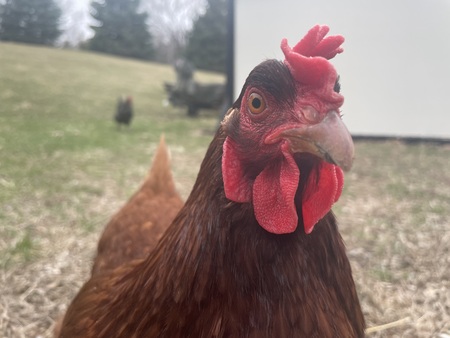 Patricia the Chicken