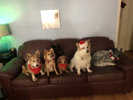 A Very Puppy Christmas!