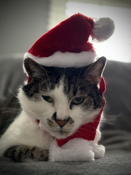 Santa Kitty