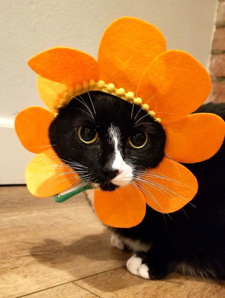 Sunflower Mila