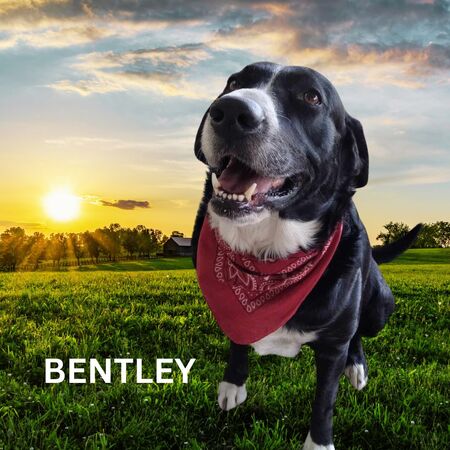 Bentley