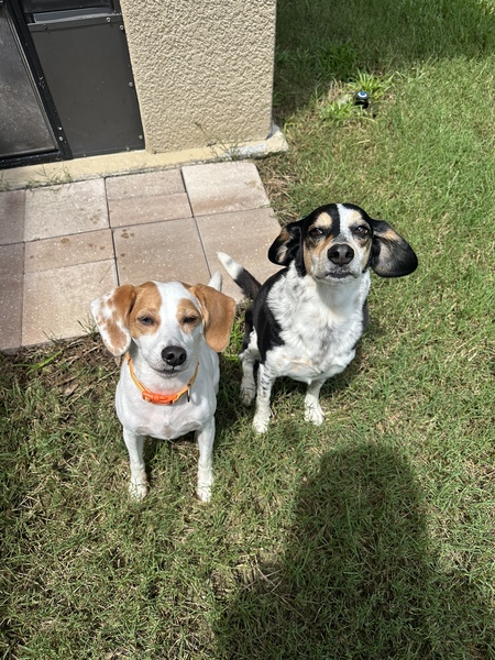 Charlie and Popcorn