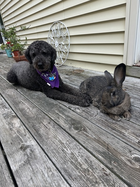 Magical Carrot the bunny and Juno the doodle