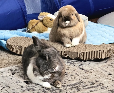 Chief Hopper and Cilantro