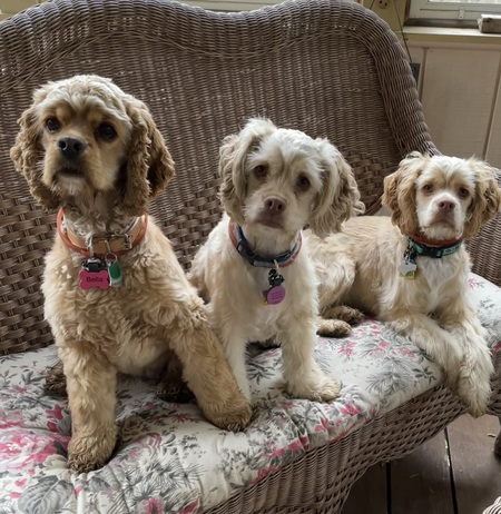 Bella, Zoey & Polly