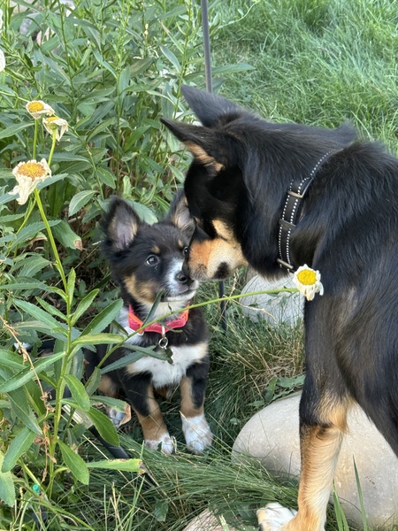 Riley and Poppy