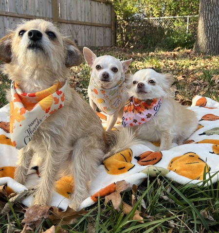 Coco, Carlos & Bentley